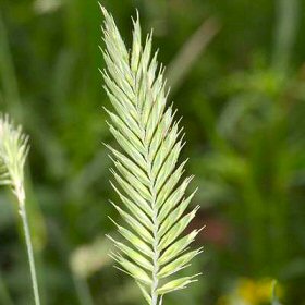 Mature Inflorescence lith Separated Spikelets