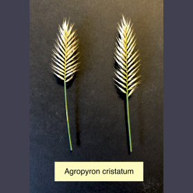 Dried Seedheads Showing Gaps between Spikelets