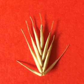 Front View of a Spikelet
