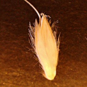 Close View of Spikelet