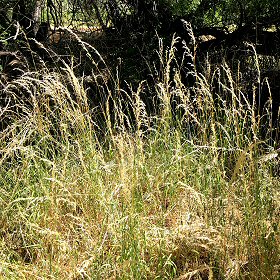 Field view of Arrhenatherum elatius or Tall Oatgrass