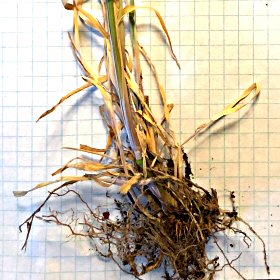 Roots of Tall Oatgrass