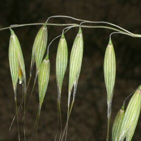 Drooping Wild Oats