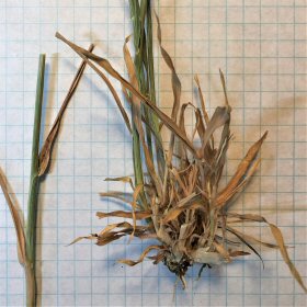 Root-level Growth of Wild Oats