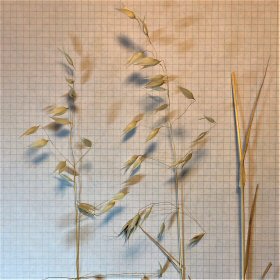 The Open Panicles of Wild Oats