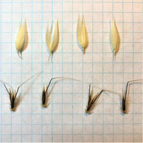 Spikelets: Glumes and Florets