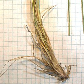 Roots of Hairy Dropseed