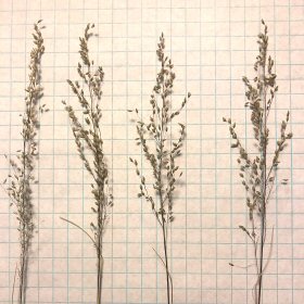 Open panicles of Hairy Dropseed