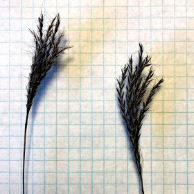 Close View of Spikelets