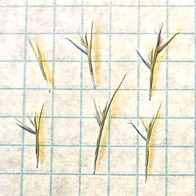 Sparce Versus Crowded Spikelets