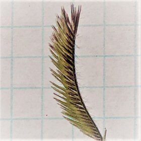 Close-up of a Branch with Spikelets