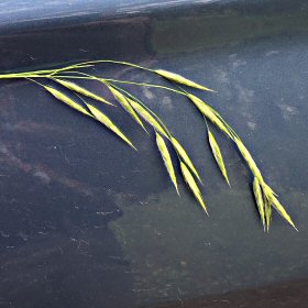 One Drooping Panicle of Fringed Brome