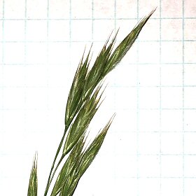 Awned Spikelets