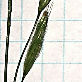 Close View of Fringed Brome
