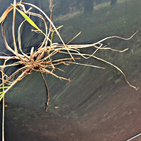 Roots of Fringed Brome