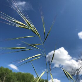 Field view of Bromus diandrus or Great Brome