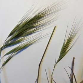 Close-up of Great Brome.
