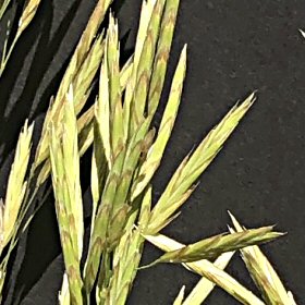 Close View of Fringed Brome
