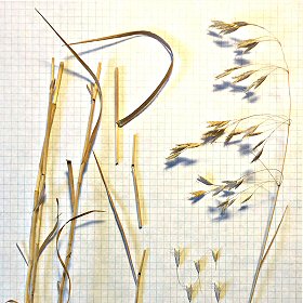 Drooping Panicles of Japanese Brome
