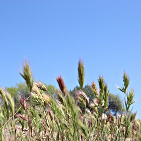 Field view of Bromus rubens