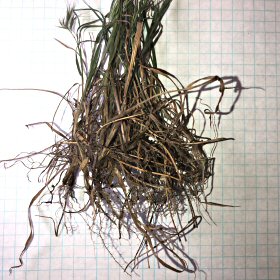 Roots of Red Brome