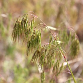 Cheatgrass Panicle