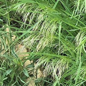 Drooping Panicles of Cheatgrass