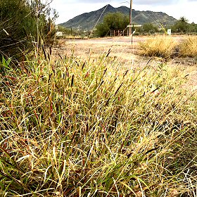 Field View of Dangerously Invasive Buffelgrass