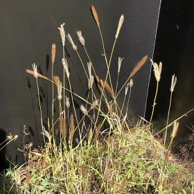 Patch of Feather Fingergrass