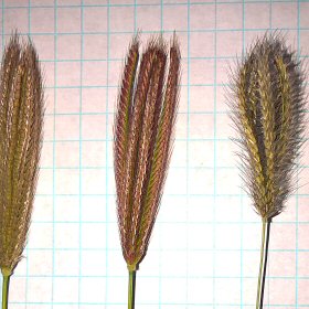 Micro View of Feather Fingergrass