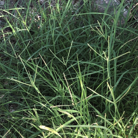 A patch of Bermudagrass