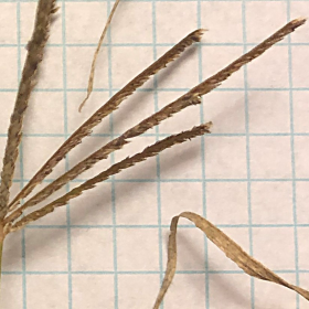 Showing the Spikelets