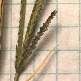 Spikelets in Two Rows