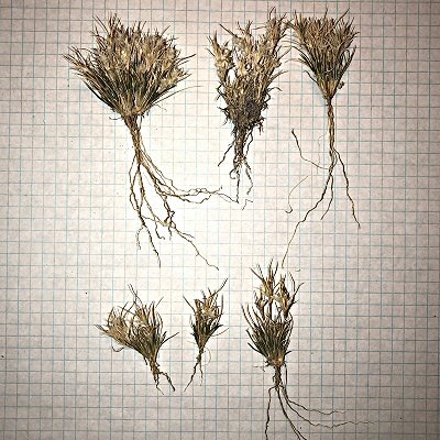 Six Fluffgrass Plants