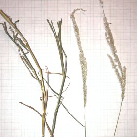 Cottontop Stems and Seedheads