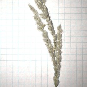 Close View of Fuzzy Spikelets