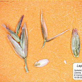 Micro Views of Spikelet
