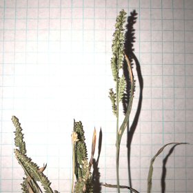 Echinochloa muricata Panicle