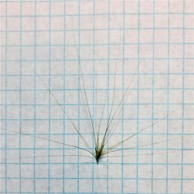 A Single Dry Spikelet