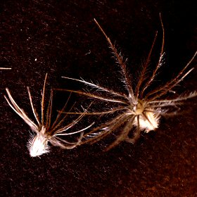 Four Spikelets
