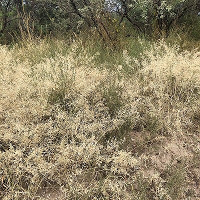 Field view of Eragrostis cilianensis or Stinkgrass