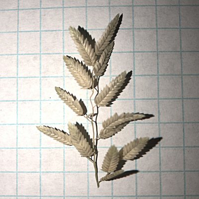 Stinkgrass Spikelets