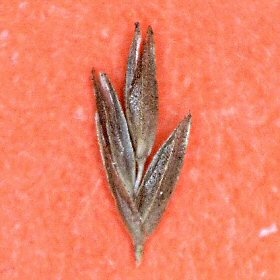 Close View of One Spikelet