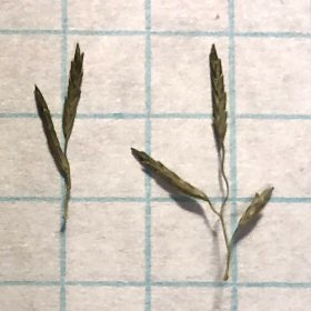 Sparce Spikelets