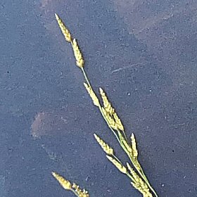 Closer View of Spikelets