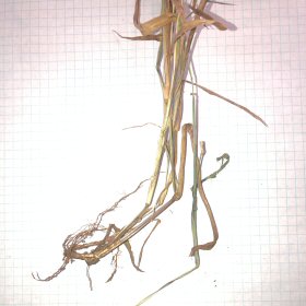 Roots of Prairie Cupgrass