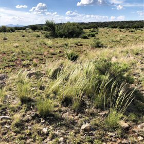 A wild patch of New Mexican Needlegrass