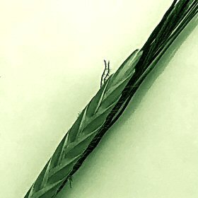 Two Single Spikelets