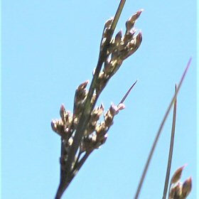 Hopia obtusa Seedheads