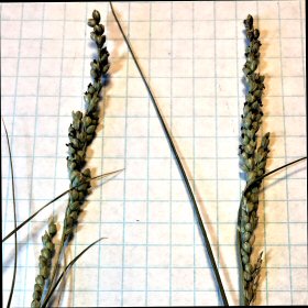 Close View of the Spikelets